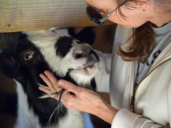 Ollie Nigerian dwarf goat dies in United States