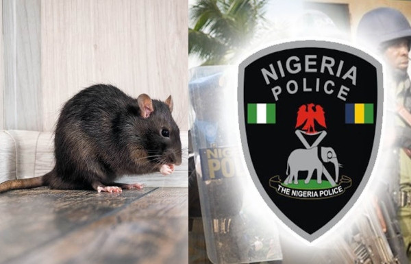 Rats ate dead baby’s ear at Anambra hospital